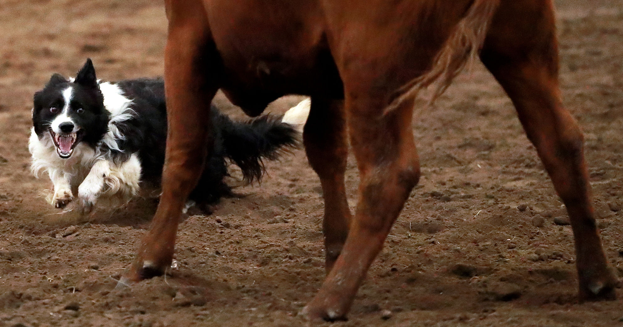 082819_StateFair0008_bjs.JPG